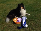 Nabzm ke kryt psa Sheltie