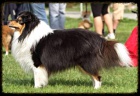 Nabzm ke kryt psa Sheltie