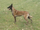 Belgick Ovk-Malinois