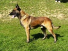 Belgick Ovk-Malinois