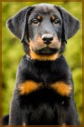 Beauceron - ttka s PP