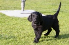 Flat coated retriever s PP