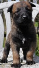 Belgick OVk Malinois