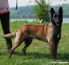 Belgick OVk Malinois