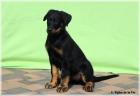 Beauceron - ttka k odbru!