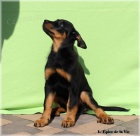 Beauceron - ttka k odbru!