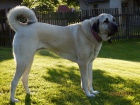 Anatolsk pasteveck pes- kangal- tata