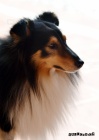 SHELTIE KRYT