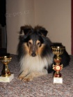 SHELTIE KRYT