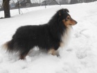 SHELTIE KRYT