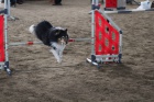SHELTIE KRYT