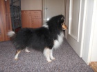 SHELTIE KRYT