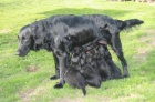 Flat coated retriever s PP