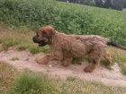 Briard - plav fenka s PP