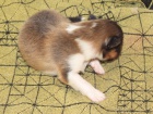 tenatka sheltie