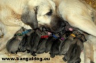 Kangal /Anatolsk pasteveck pes/