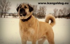 Kangal /Anatolsk pasteveck pes/