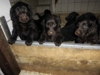 Flat Coated Retriever