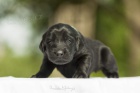 CHS Miraliss zad pejsky Flat coated retrievera