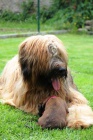 Briard ttka