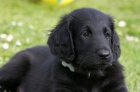 Flat coated retriever s PP - ern kluk