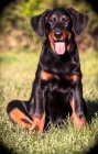 Beauceron - fenky ttka s PP