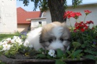 tata Coton de Tulear