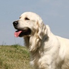 �T���TKA � ZLAT� RETRIEVER s PP 