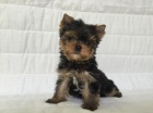 yorkshire terrier s PP