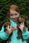 yorkshire terrier s PP