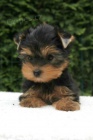 yorkshire terrier s PP