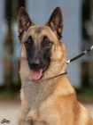 Belgick ovkmalinois