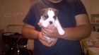 Jack Russell teri�r s PP