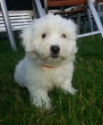 tn Coton de Tulear