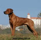 Rhodsk ridgeback tata s PP 