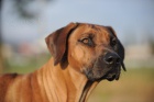 Rhodsk ridgeback tata s PP 