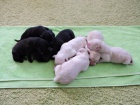 Labrador retriever - prod�m