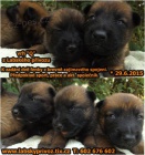 Belgick ovk malinois s PP - voln 2 fenky