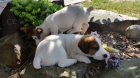 Jack Russell Teri�r