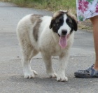 Pyrenejsk mastin