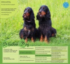 gordon setr tata s PP - gordon setter puppies