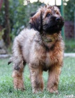 Briard plav tata