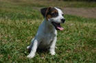 jack russell terier