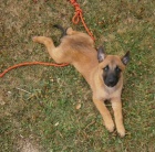 Belgick ovk Malinois po vbornch rodich