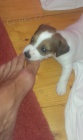 Prod�m �t���tka jack russel