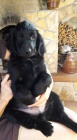 Flat Coated Retriever