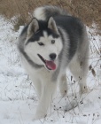 Sibi�sk� husky bez PP ke kryt�