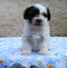 Havansk� ps�k - kr�sn� �t���tka na prodej