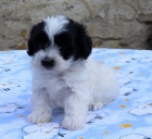 Havansk� ps�k - kr�sn� �t���tka na prodej