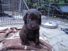 Flat coated retriever s PP. hnd a ern barva